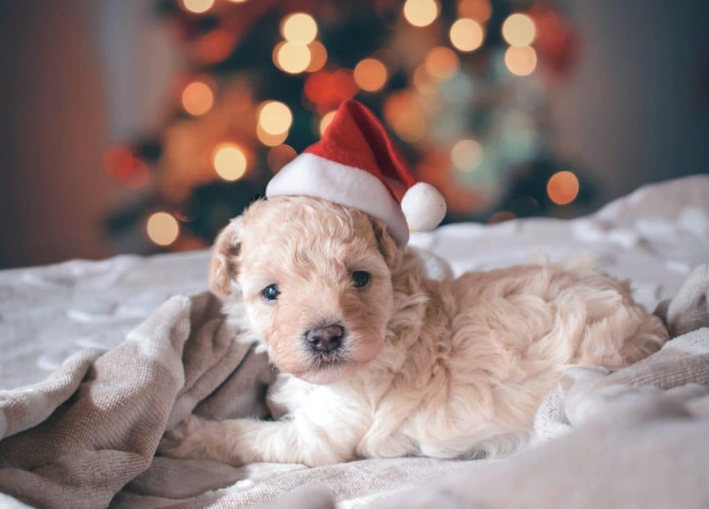 A small puppy with blonde fur wearing a Santa hat.