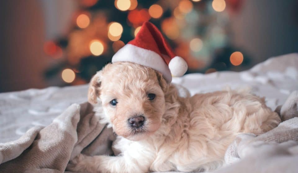 Your Dog Can Meet ‘Santa Paws’ At This Indoor Doggy Christmas Market