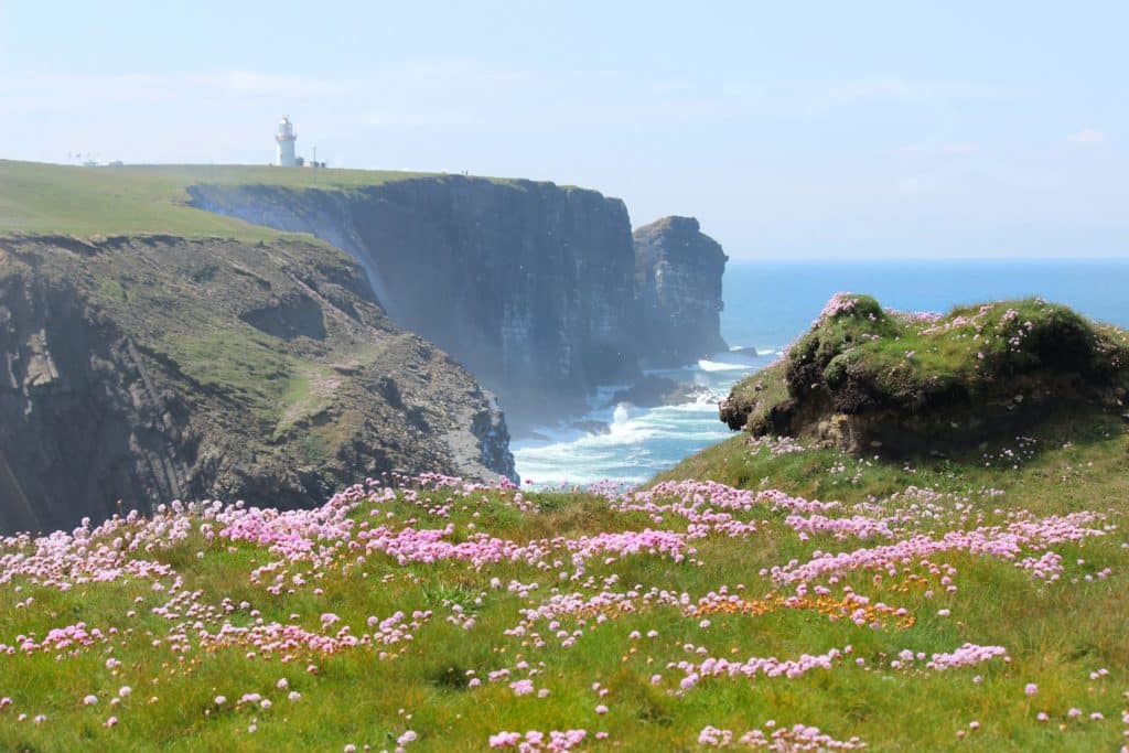 The green cliffs of Ireland, covered in pink flowers.