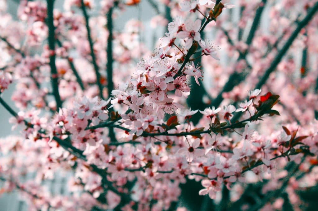 A tree covered in pink cherry blossom.