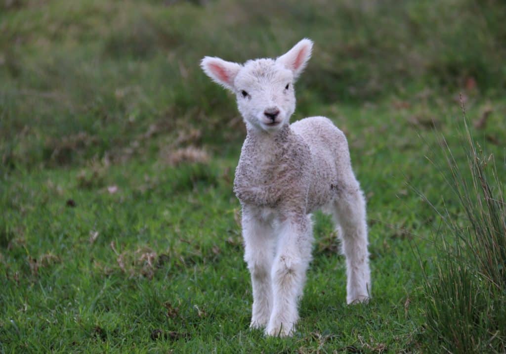 A lamb stands in a field, facing the camera.